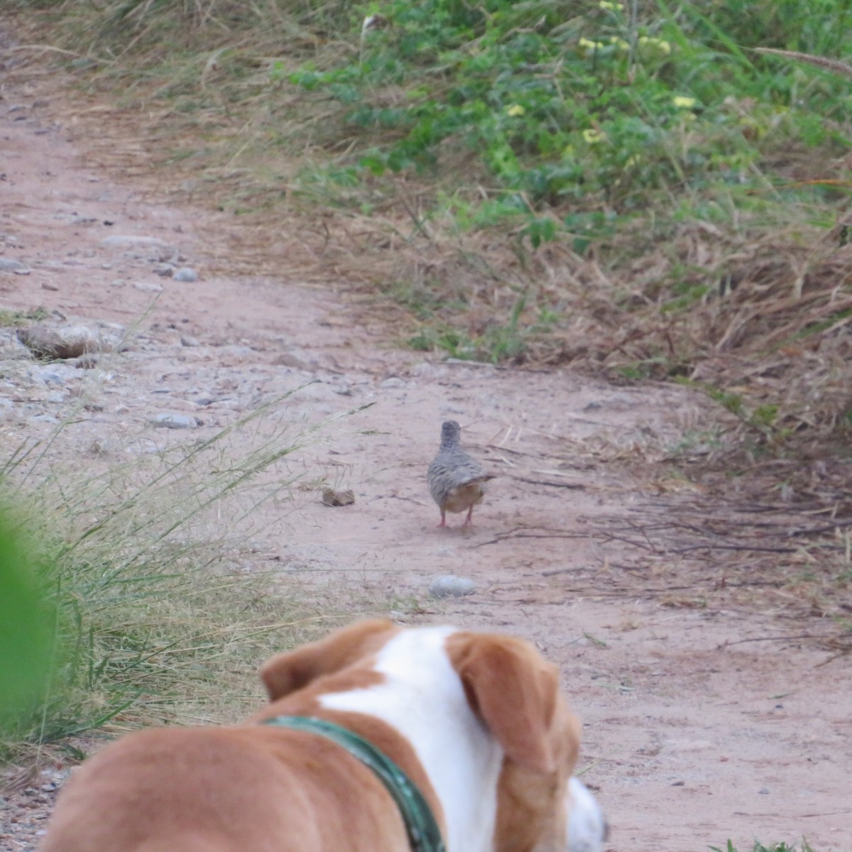 Scaled Dove - ML504980061