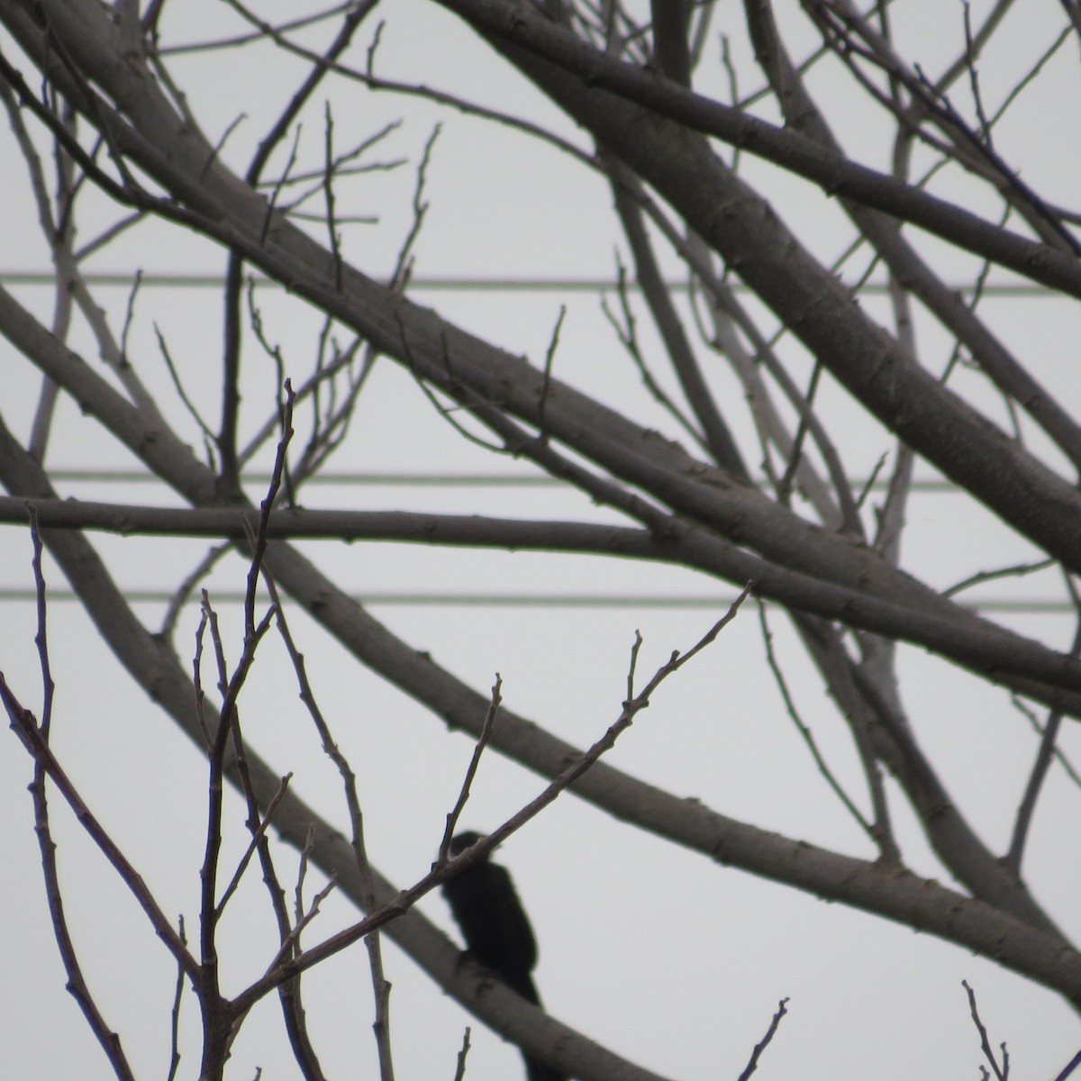 Groove-billed Ani - ML504981951