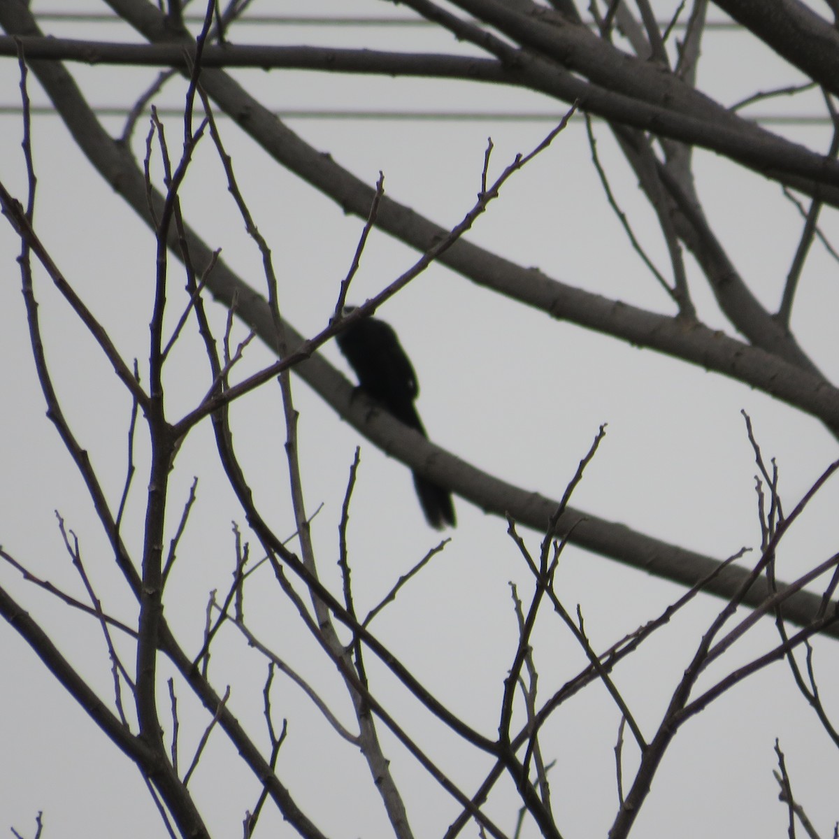 Groove-billed Ani - ML504981961