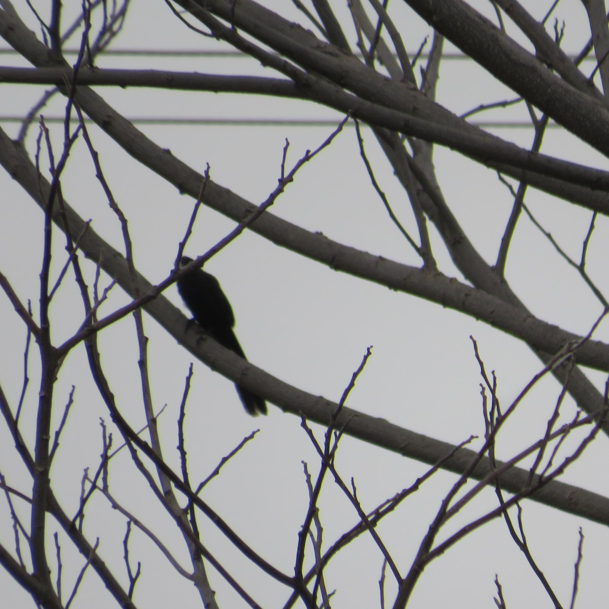 Groove-billed Ani - ML504981971