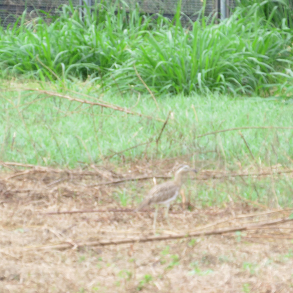 Double-striped Thick-knee - ML504982101