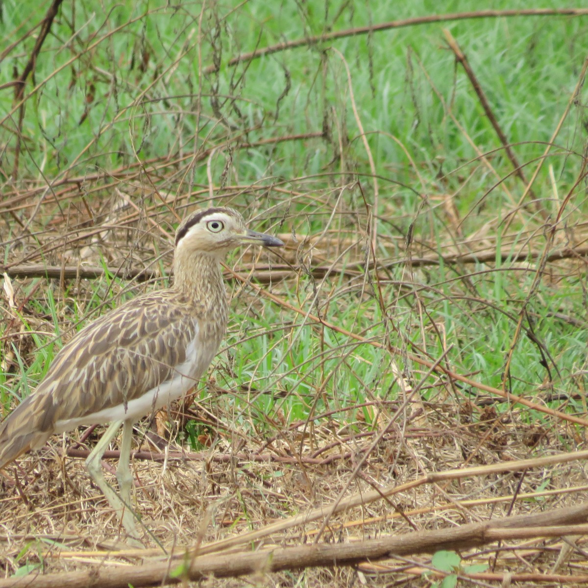 Double-striped Thick-knee - ML504982111