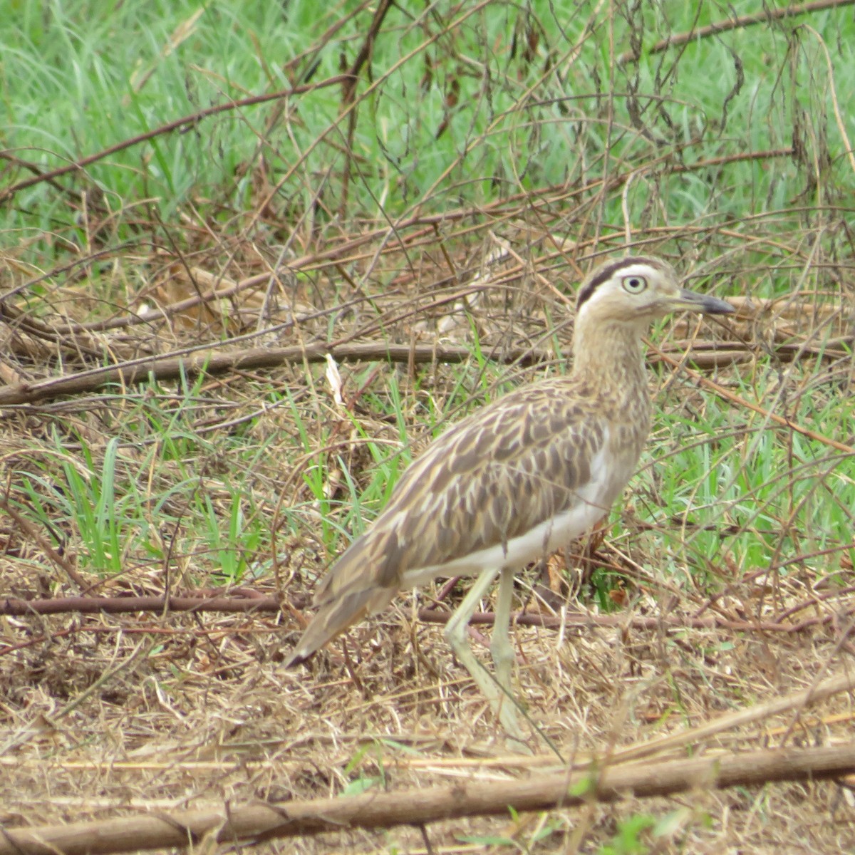 Double-striped Thick-knee - ML504982121