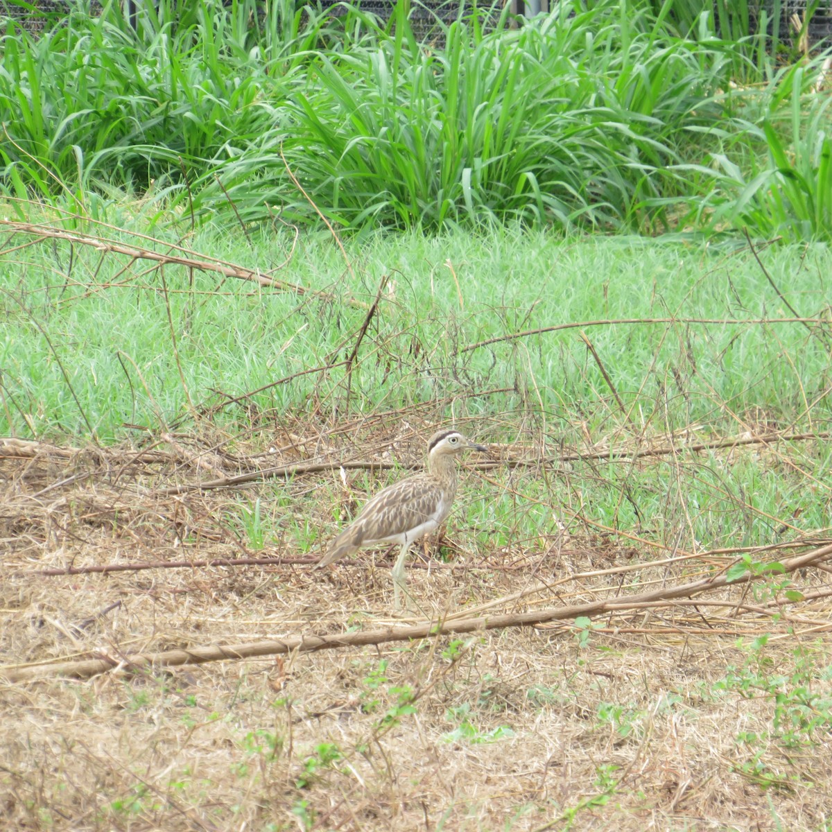 Double-striped Thick-knee - ML504982131