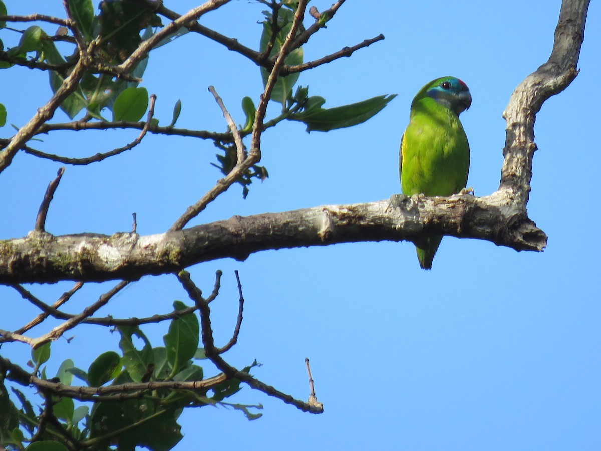 Double-eyed Fig-Parrot - ML504982291