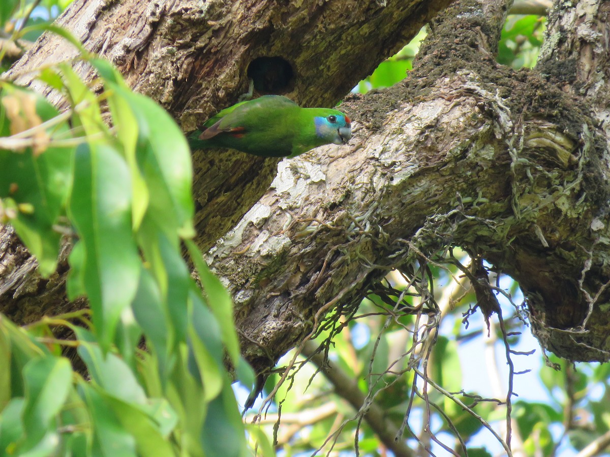 Double-eyed Fig-Parrot - ML504982311