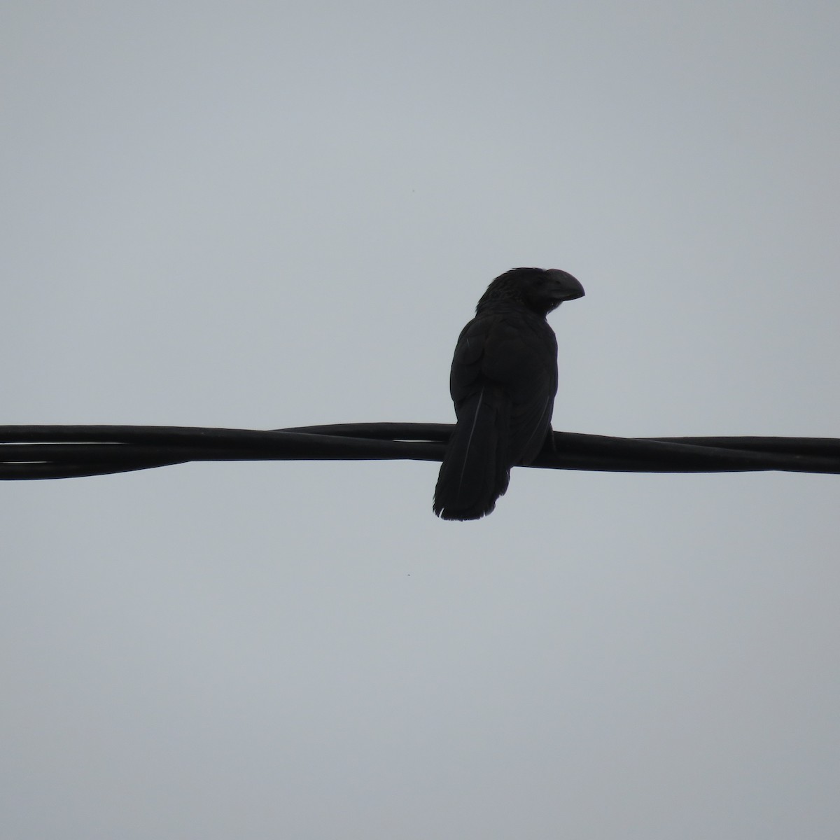 Groove-billed Ani - Vicente Amado Gavidia Medina