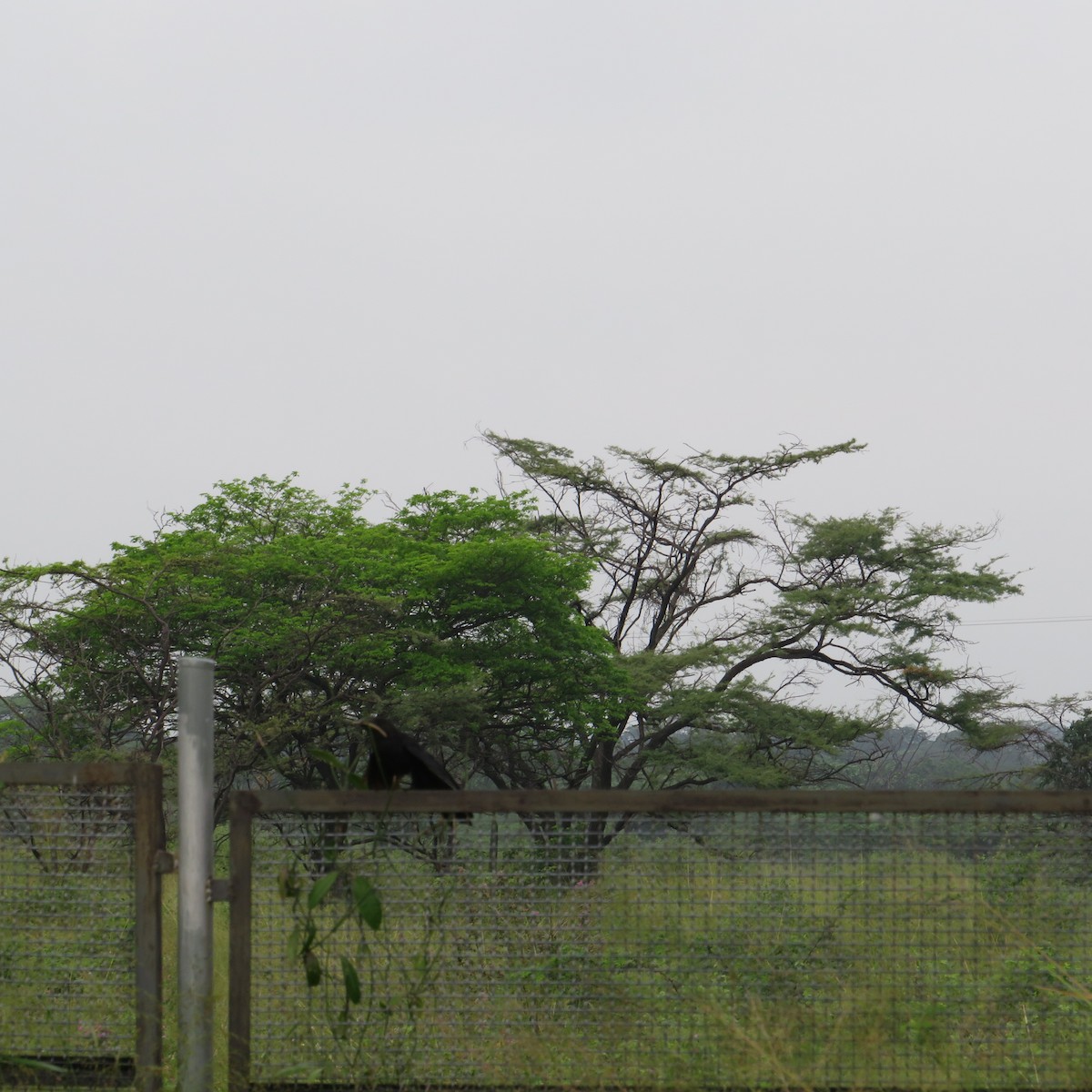 Groove-billed Ani - ML504983331