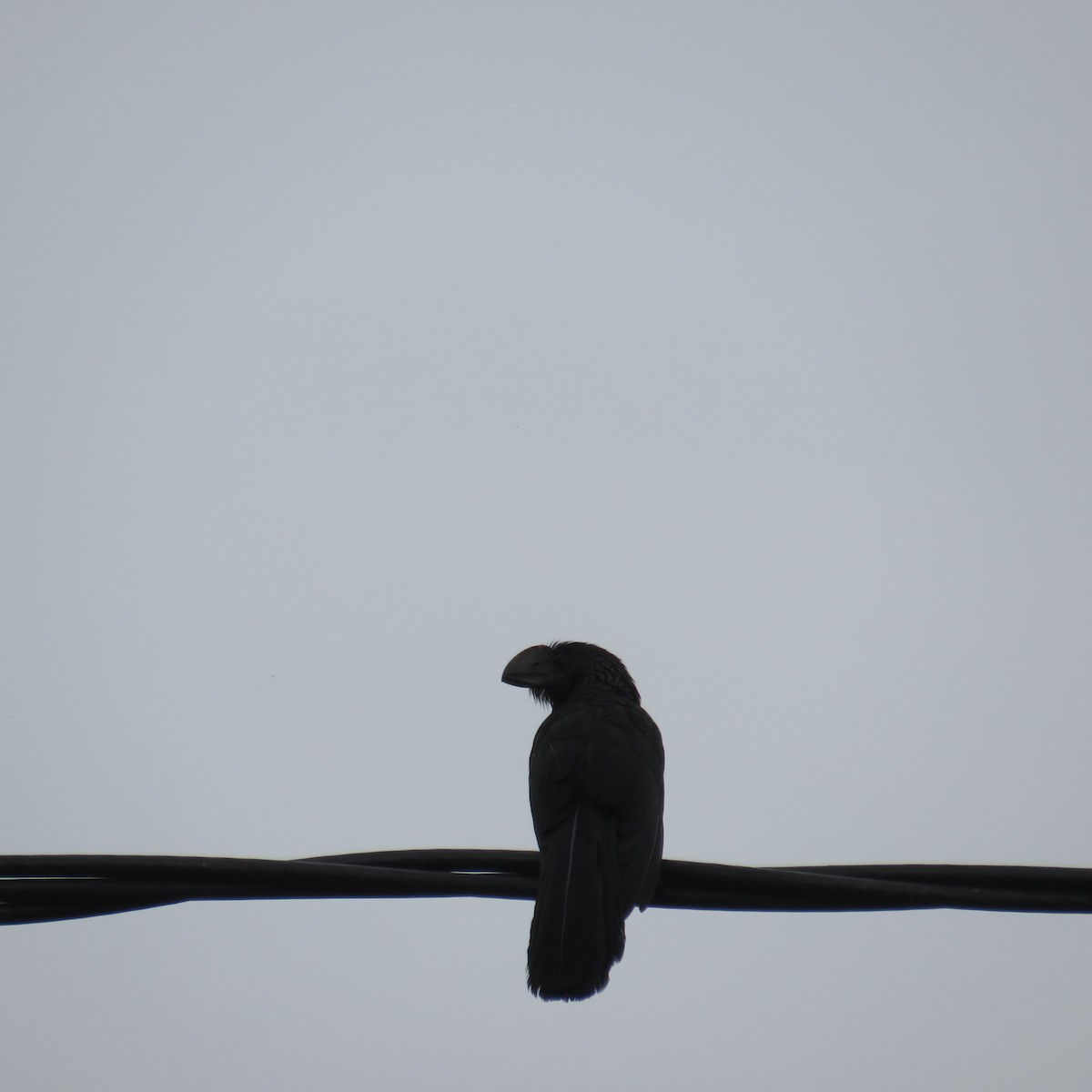 Groove-billed Ani - Vicente Amado Gavidia Medina