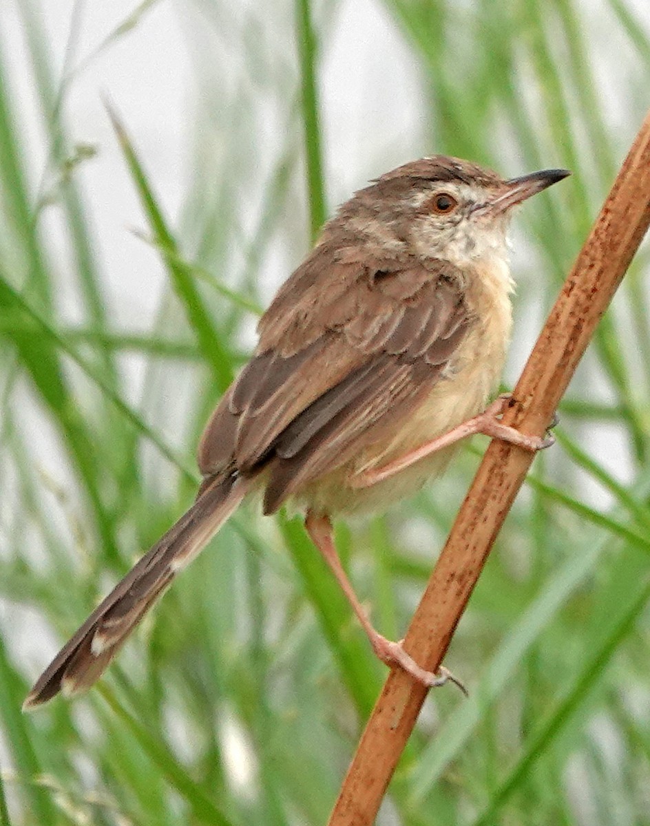 Plain Prinia - ML504984071