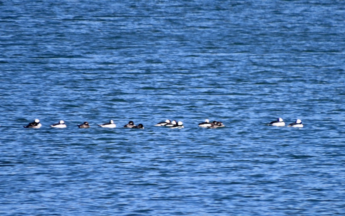 Bufflehead - ML504986981