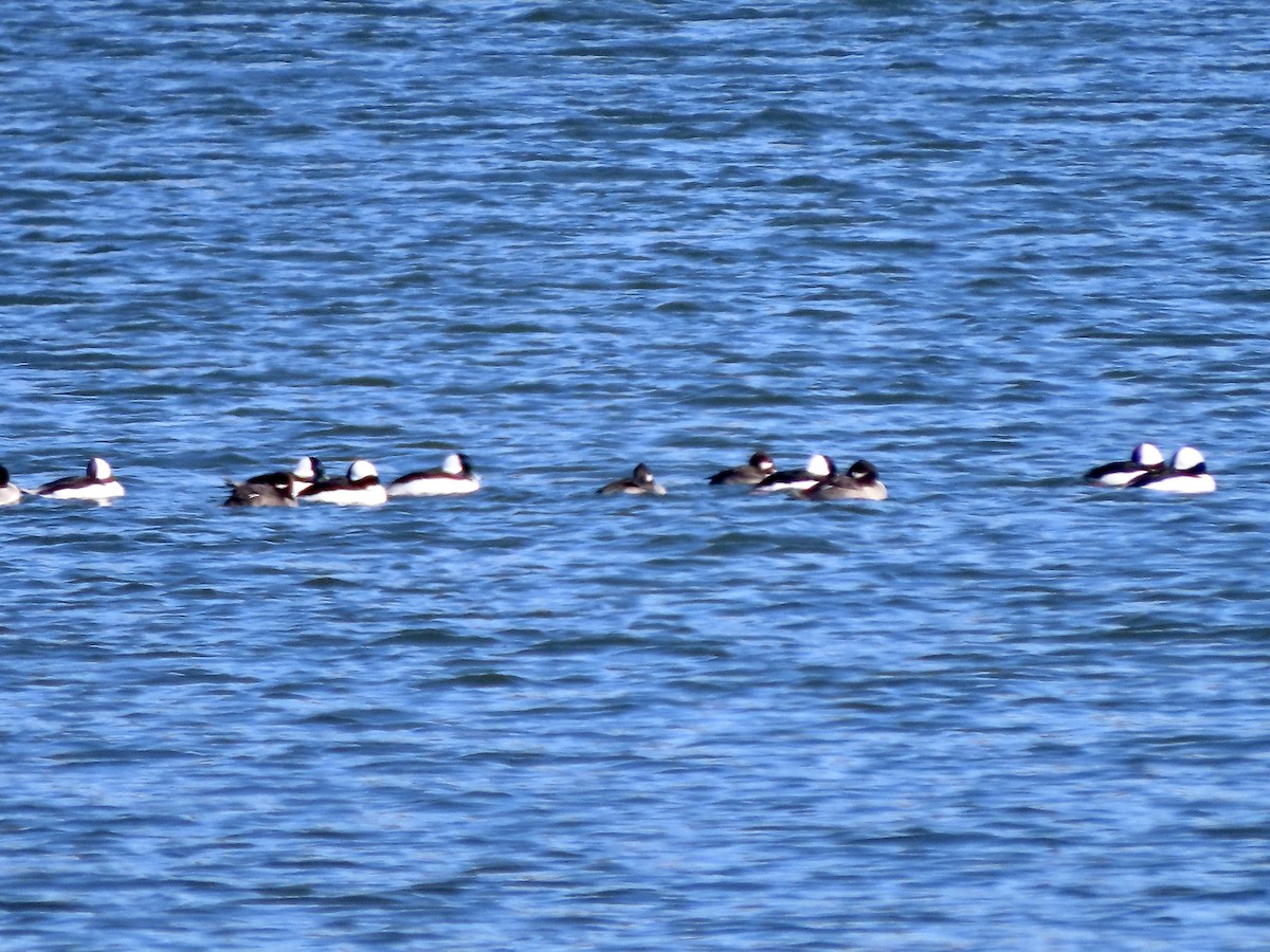 Bufflehead - Lisa Owens