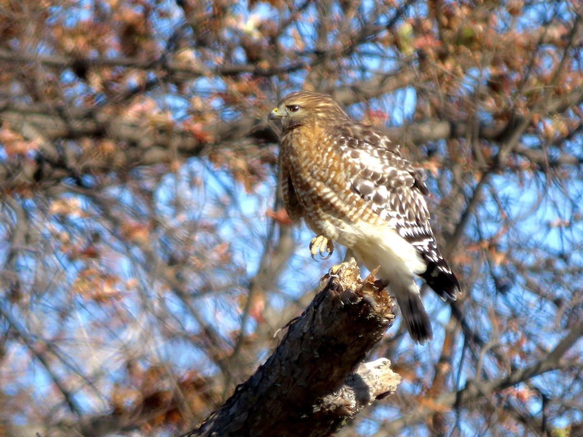 Red-shouldered Hawk - ML504987071