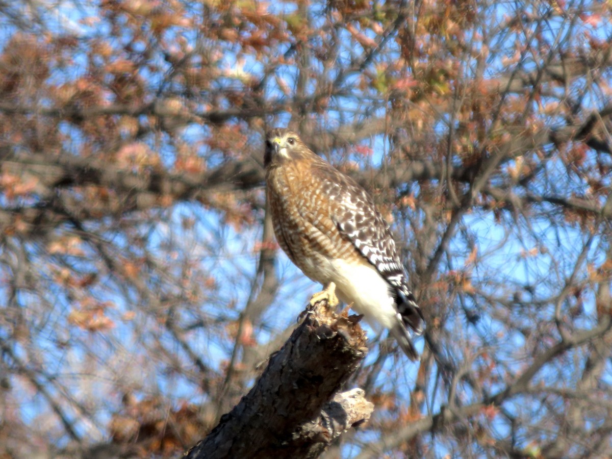 Red-shouldered Hawk - ML504987081