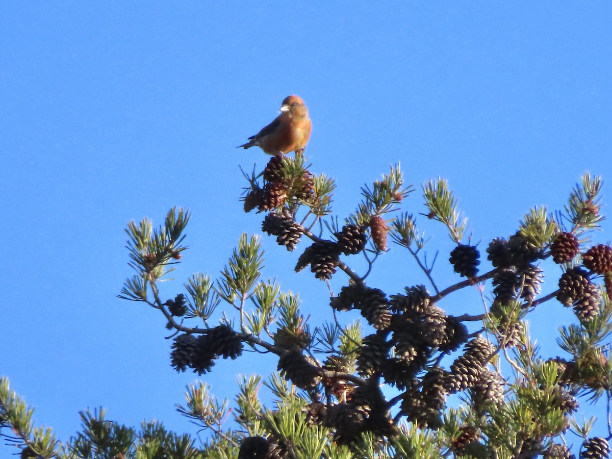 Red Crossbill (Ponderosa Pine or type 2) - ML504987181