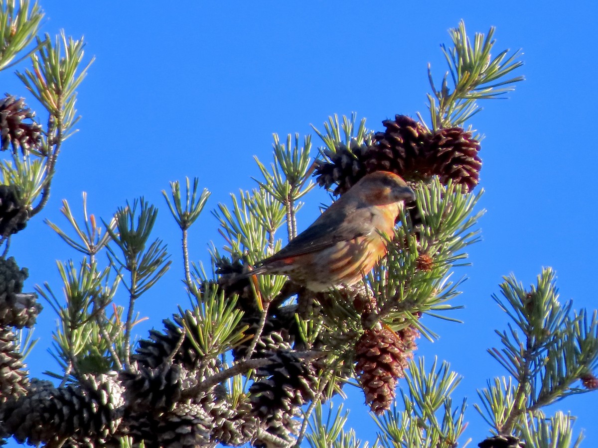 Red Crossbill (Ponderosa Pine or type 2) - Lisa Owens