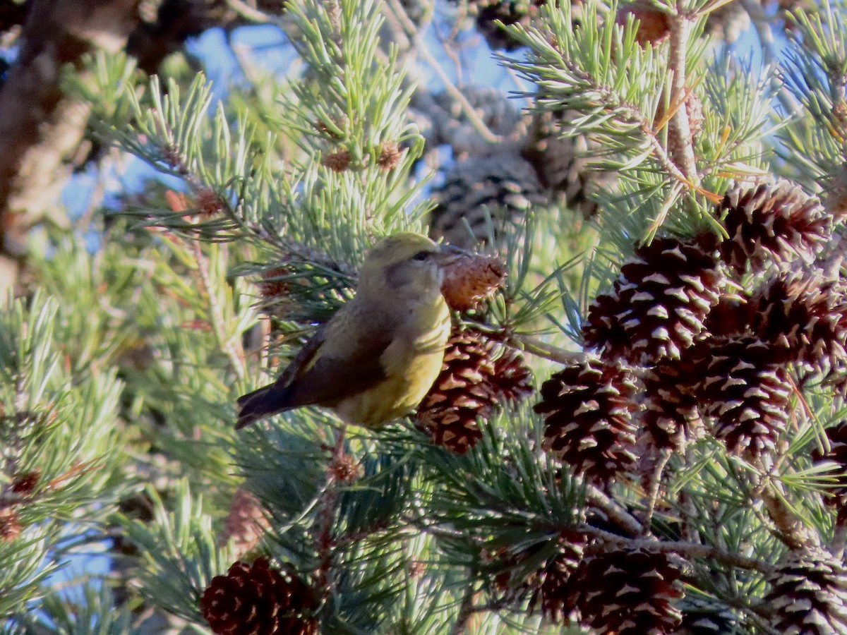 Red Crossbill (Ponderosa Pine or type 2) - ML504987201