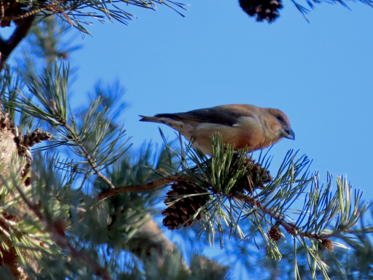 Red Crossbill (Ponderosa Pine or type 2) - ML504987211