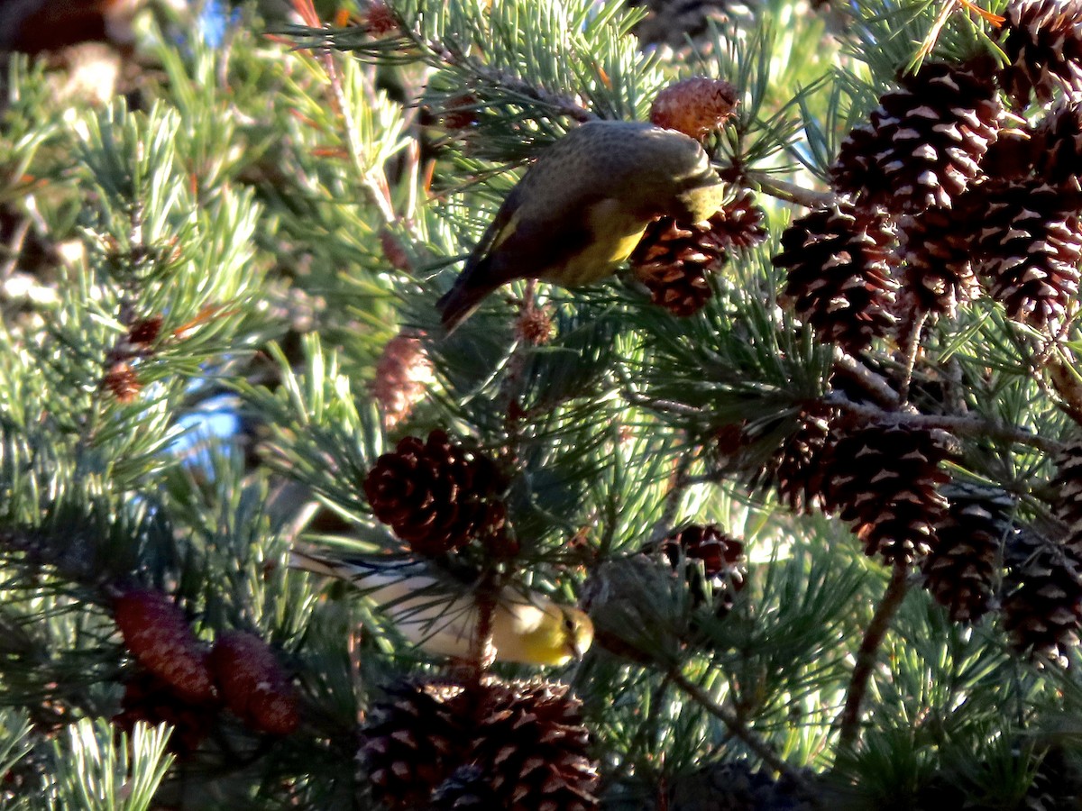Red Crossbill (Ponderosa Pine or type 2) - ML504987221