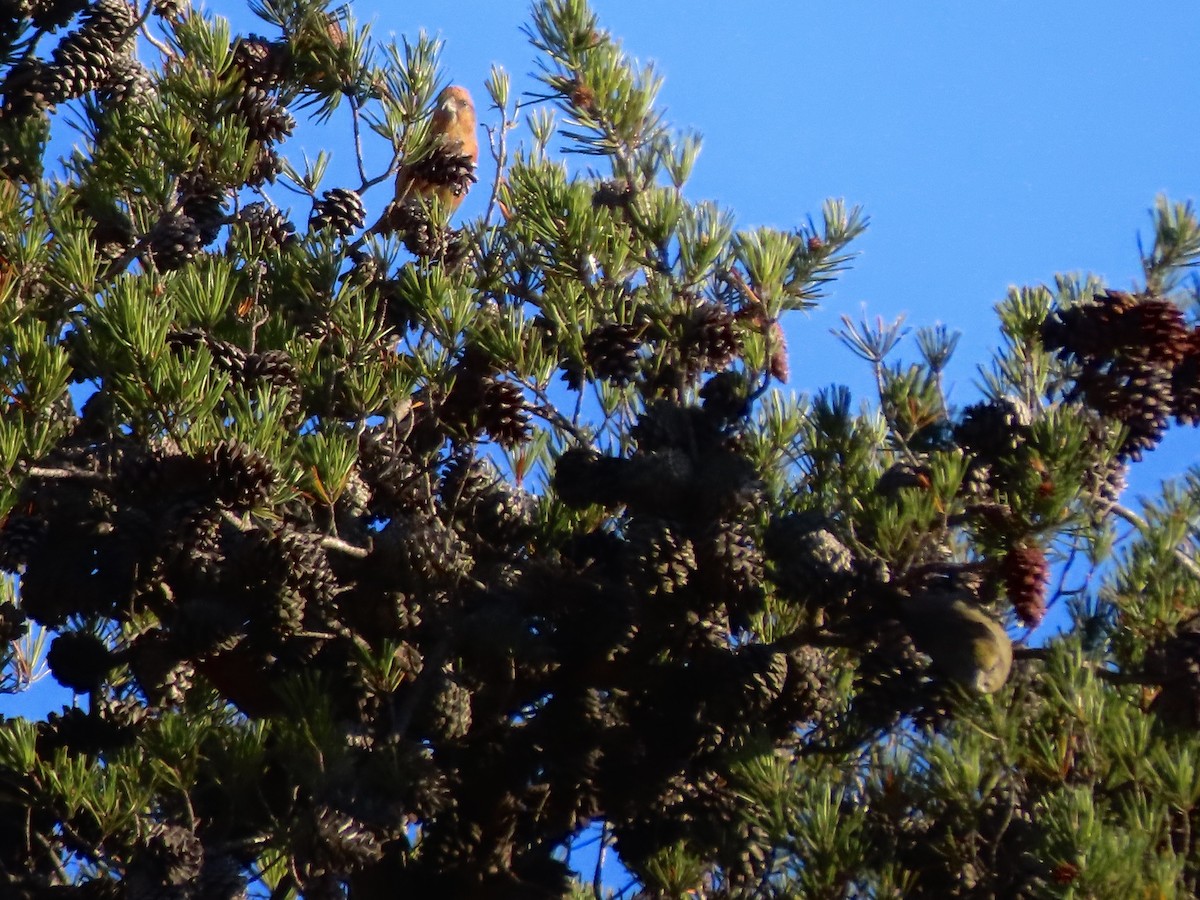 Red Crossbill (Ponderosa Pine or type 2) - ML504987231