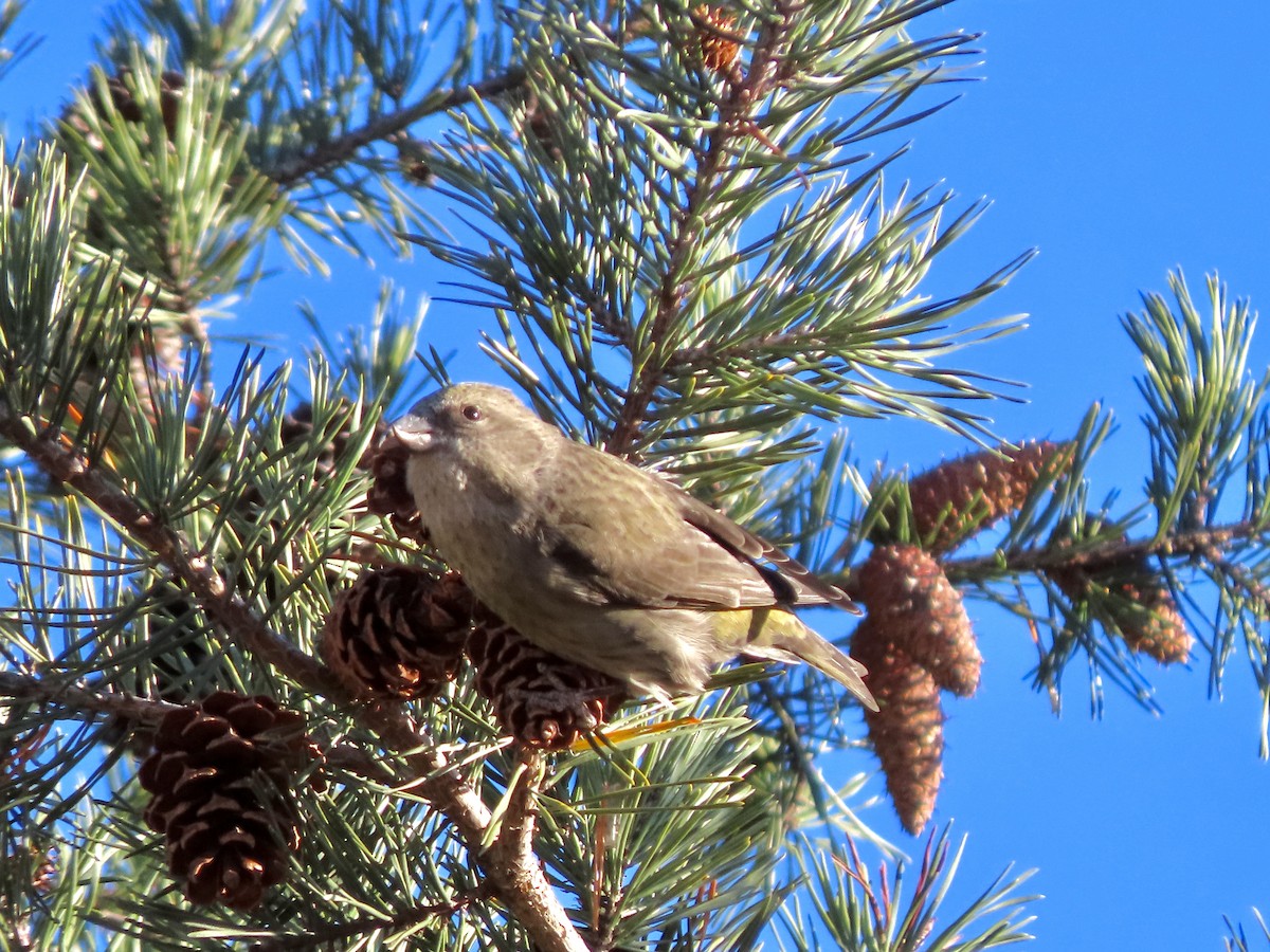 Red Crossbill (Ponderosa Pine or type 2) - ML504987241