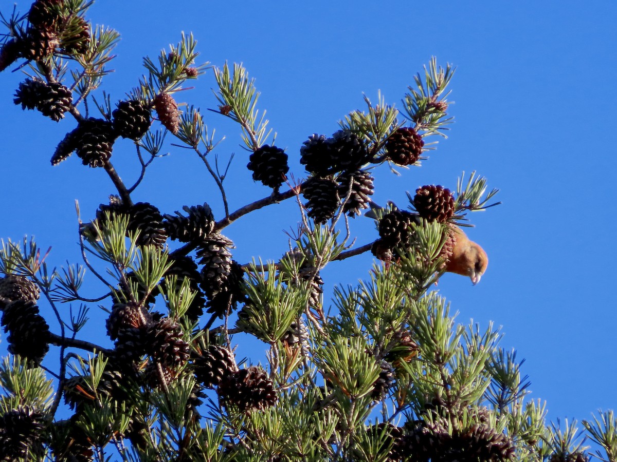 Red Crossbill (Ponderosa Pine or type 2) - Lisa Owens