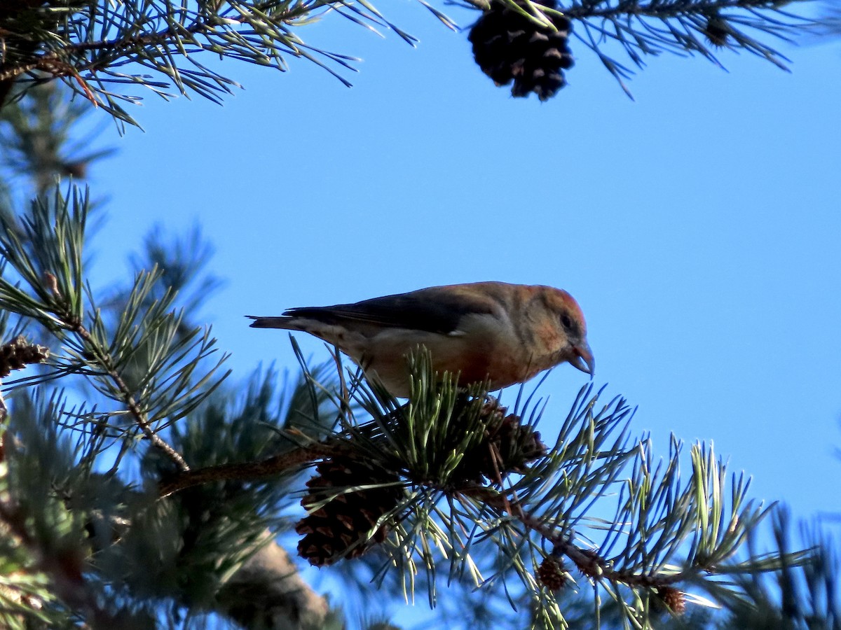 Red Crossbill (Ponderosa Pine or type 2) - ML504987261