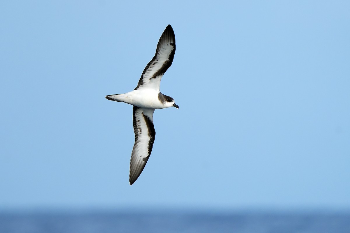 Bermuda Petrel - ML504987981