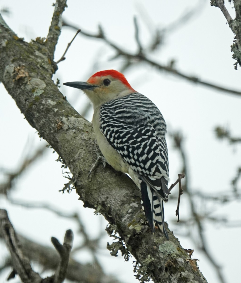 Red-bellied Woodpecker - ML504989091