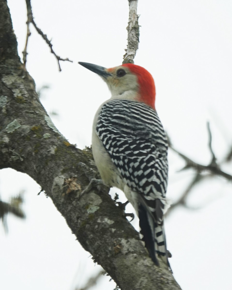 Red-bellied Woodpecker - ML504989151
