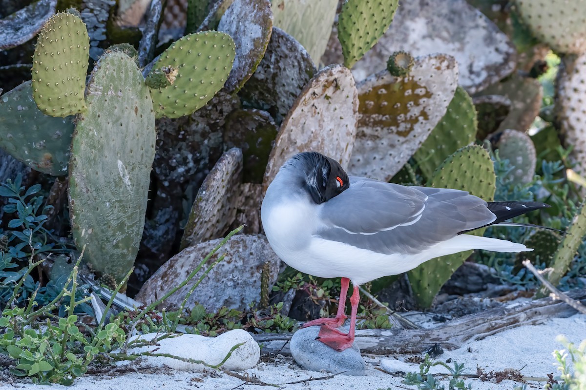 Swallow-tailed Gull - ML504993531