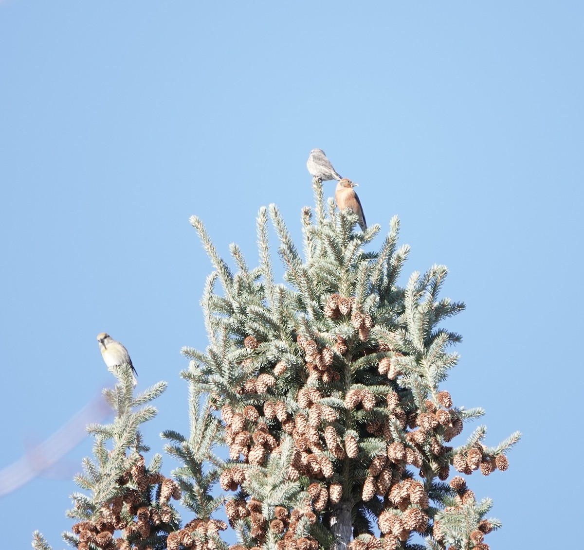 Red Crossbill - ML504993771