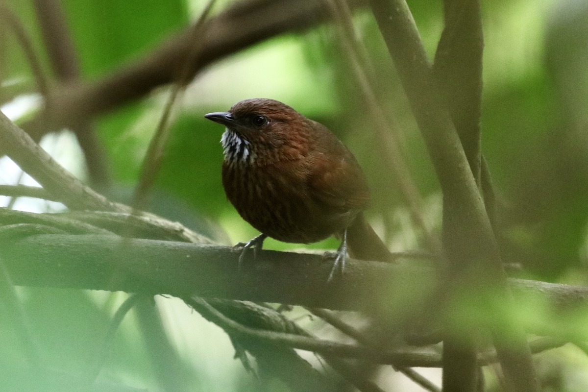 Stripe-breasted Spinetail - ML504993851