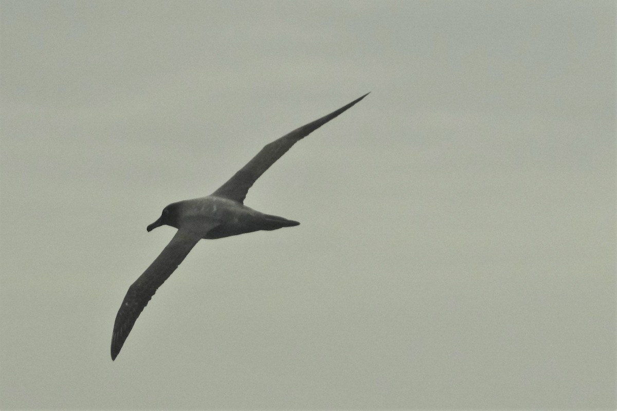 albatros světlehřbetý - ML504996361