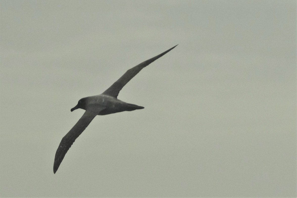 Light-mantled Albatross - ML504996361