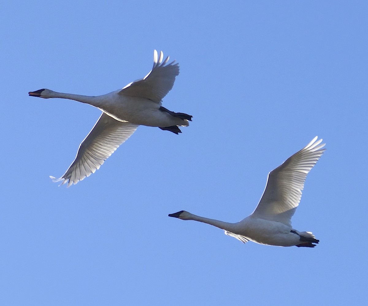 Cygne trompette - ML504996931