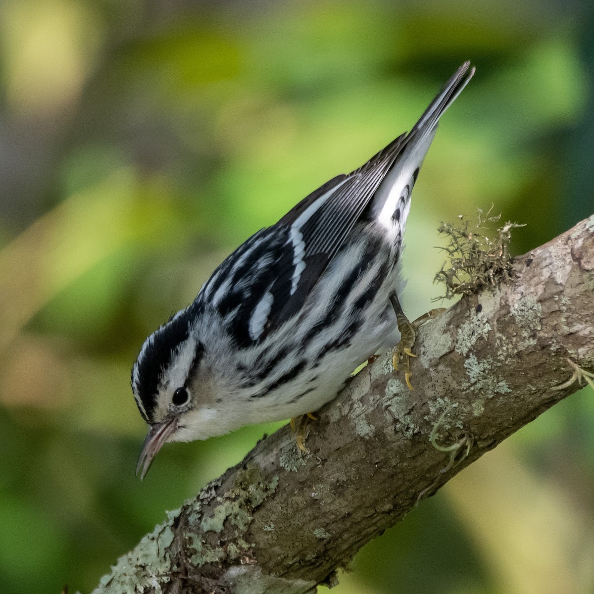 Black-and-white Warbler - Michael Warren