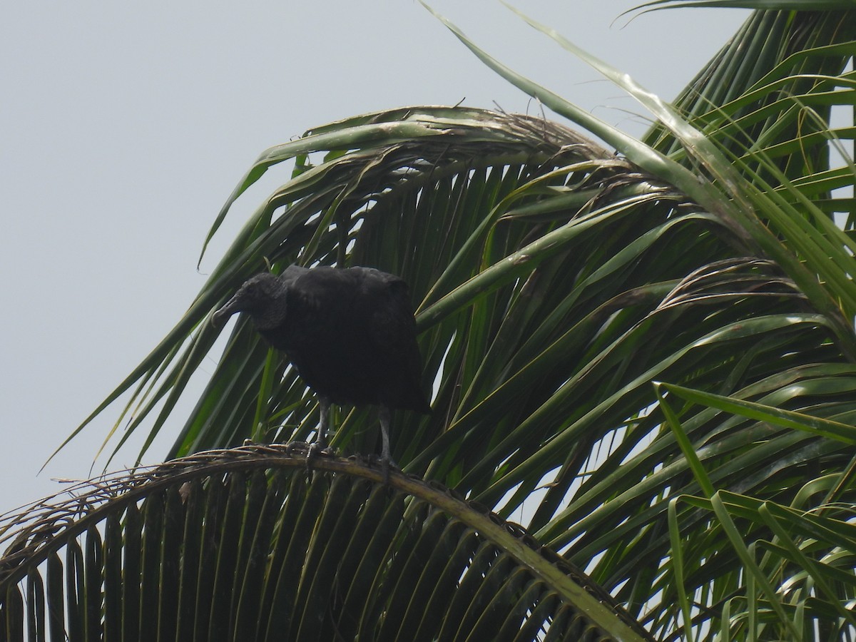 Black Vulture - ML504999301