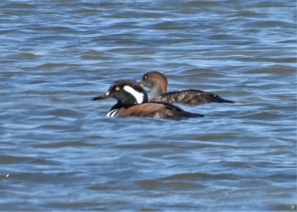 Hooded Merganser - ML505000591