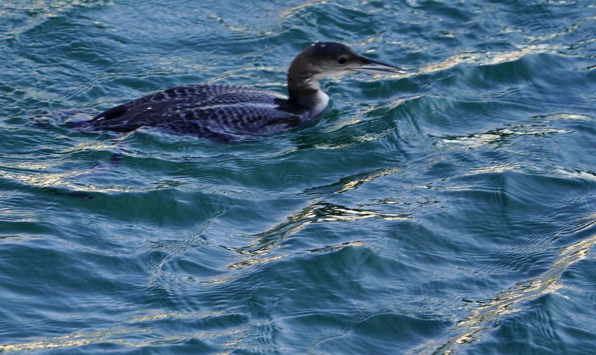 Pacific Loon - ML505001771