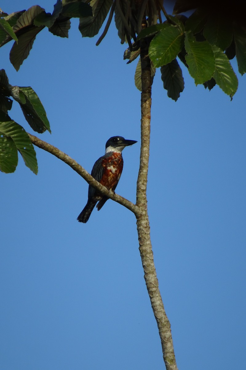 Martin-pêcheur à ventre roux - ML505001851