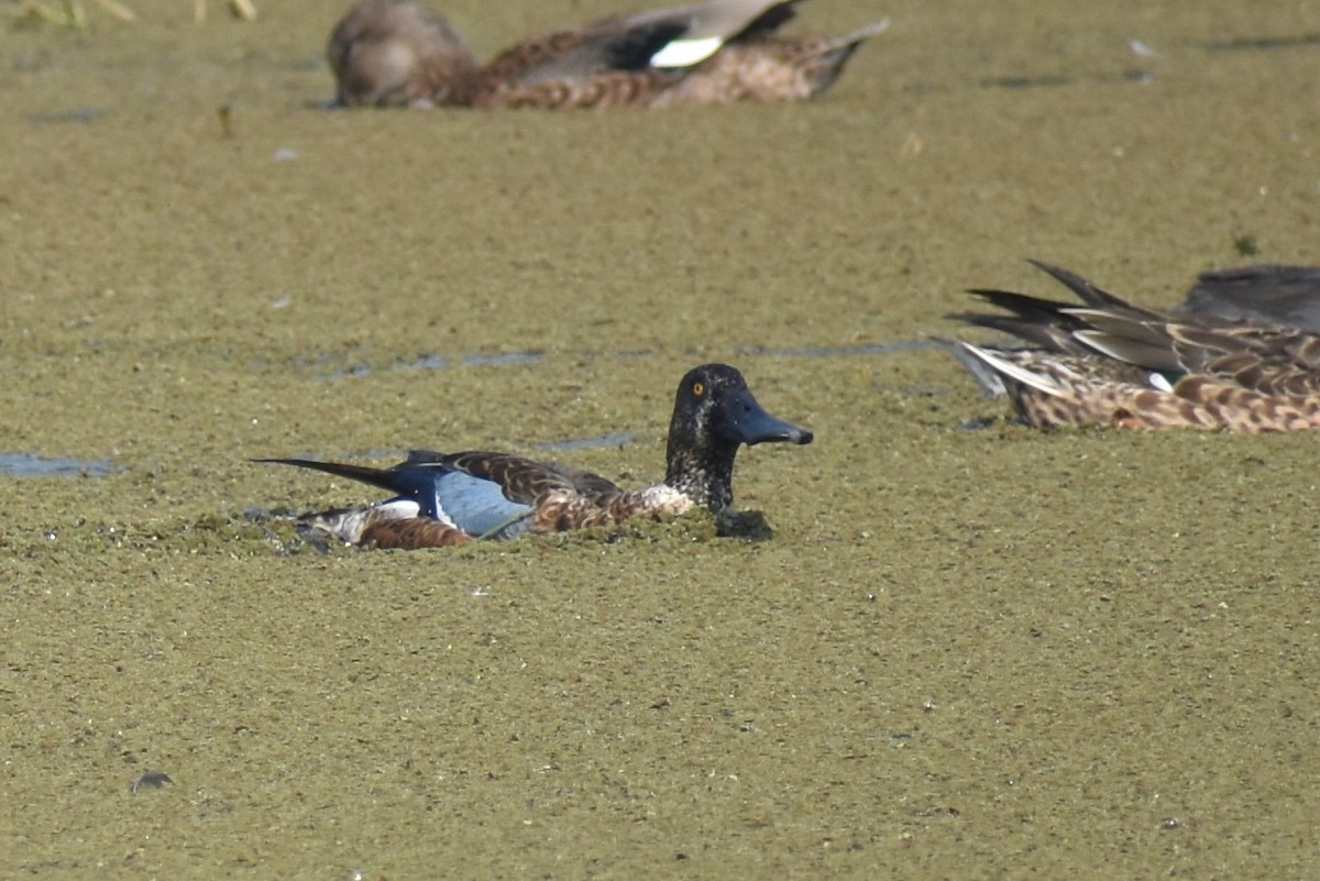 Northern Shoveler - John Marriott