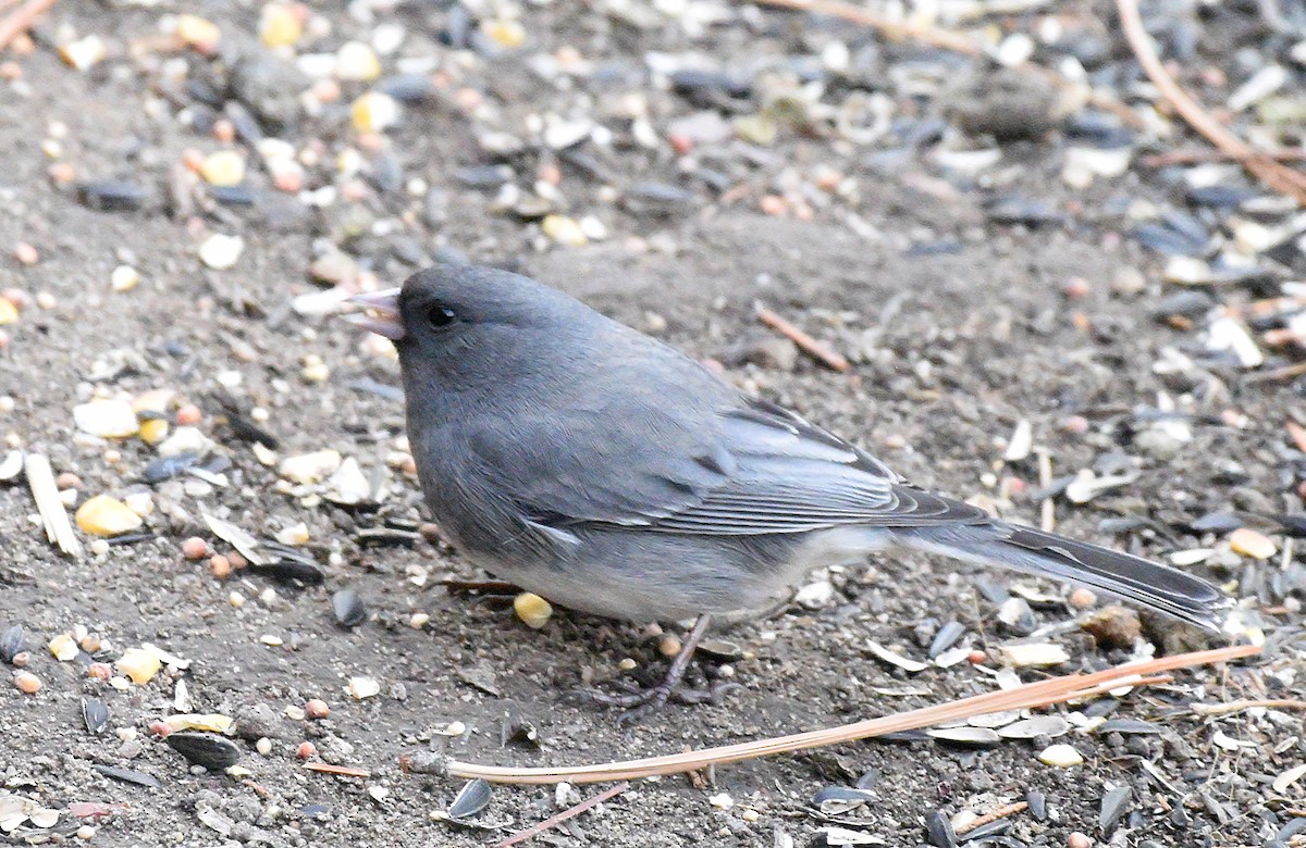 Junco Ojioscuro (aikeni) - ML505002791