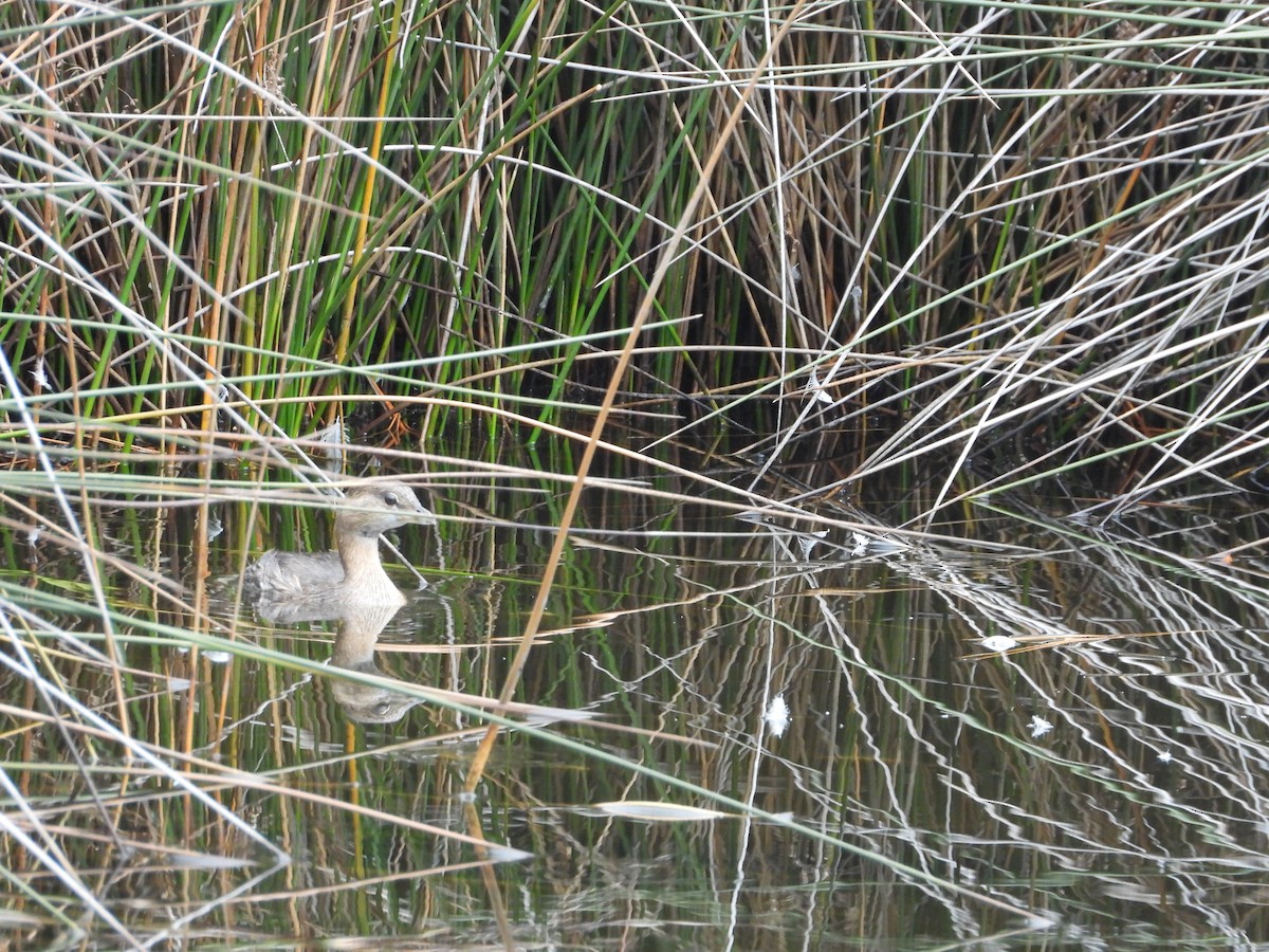 Pied-billed Grebe - ML505003701