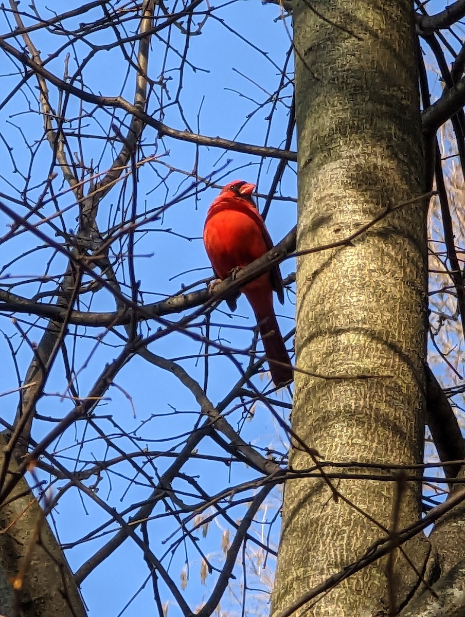 Northern Cardinal - ML505004431