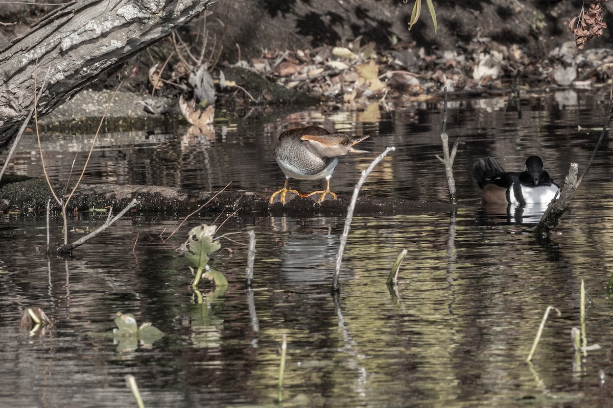 Hooded Merganser - ML505004601