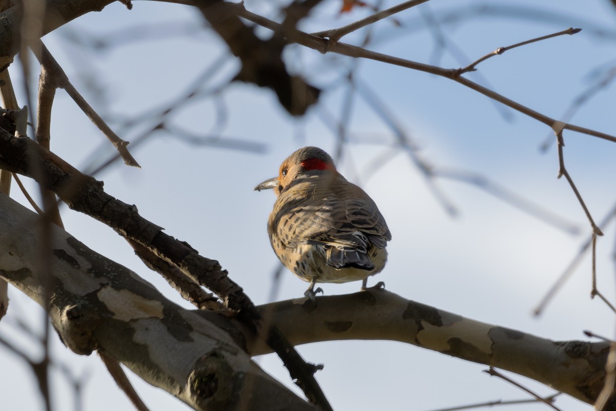 Northern Flicker - ML505004721