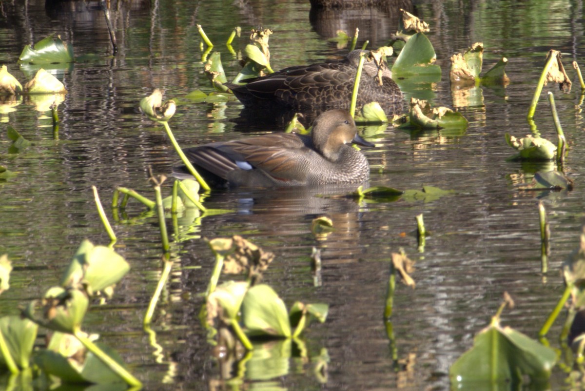 Gadwall - ML505004941