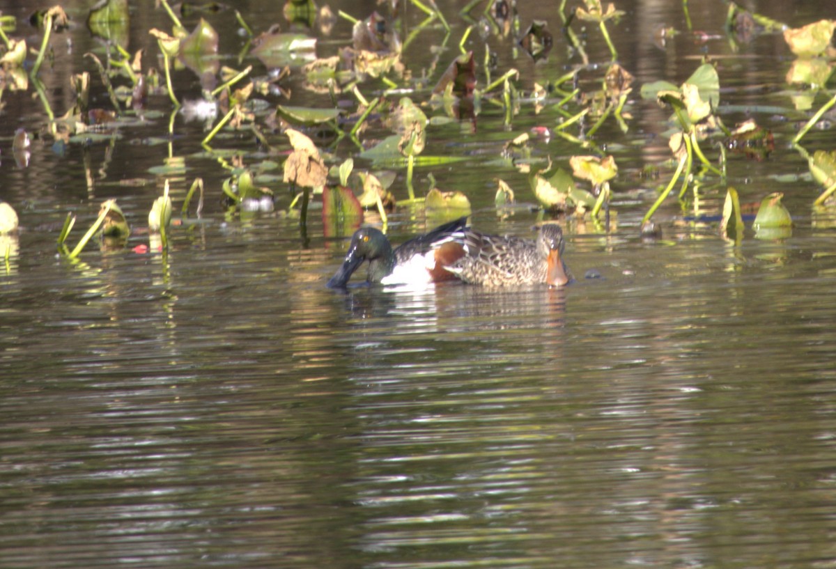 Northern Shoveler - ML505005301