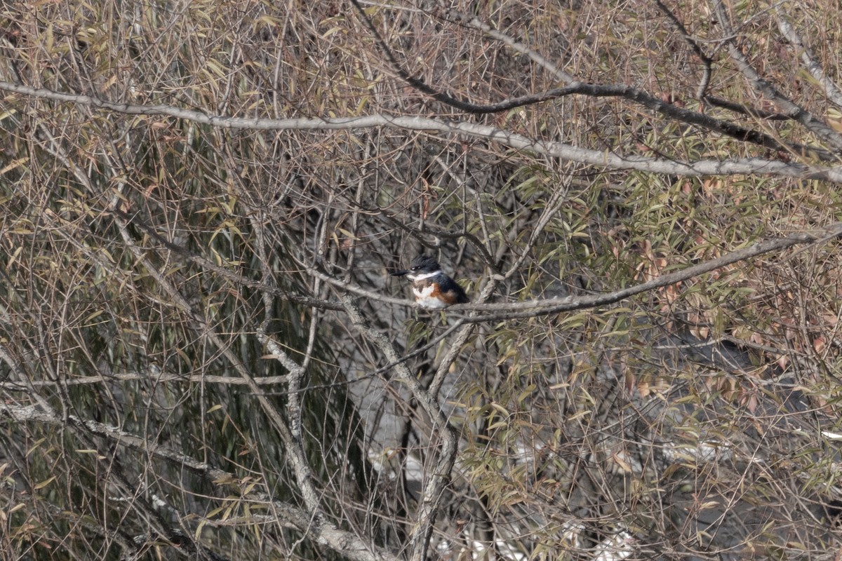 Belted Kingfisher - ML505005471